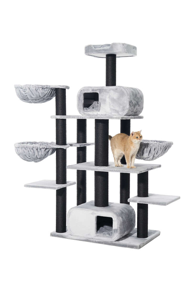 Nobby Kratzbaum Todor